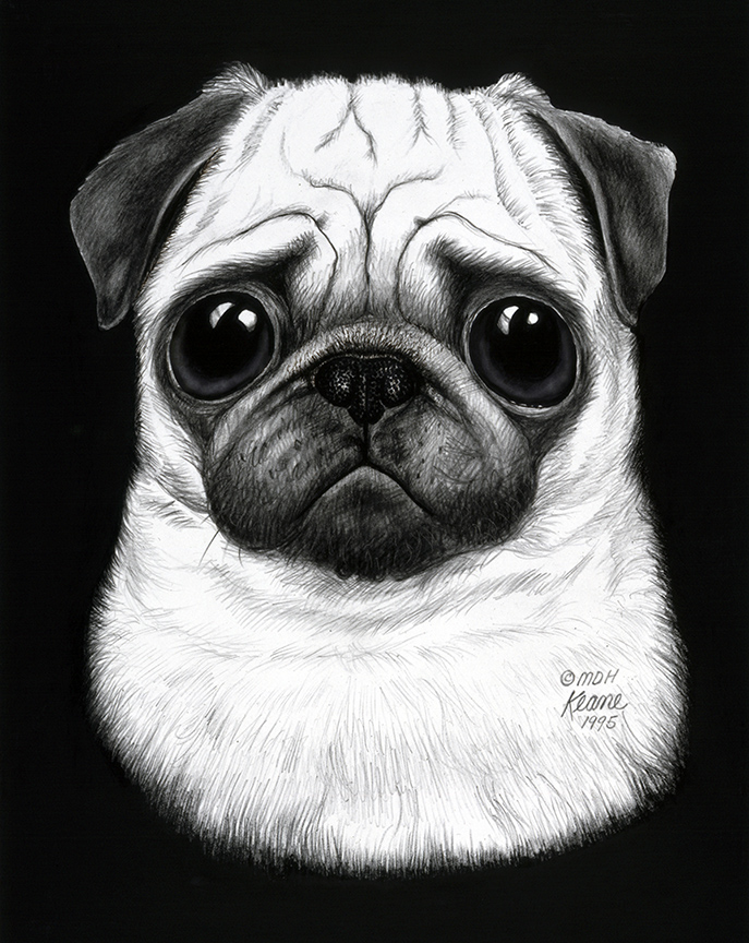 Black and White Pug