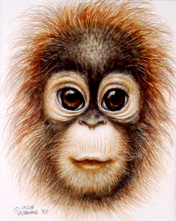 Orangutan