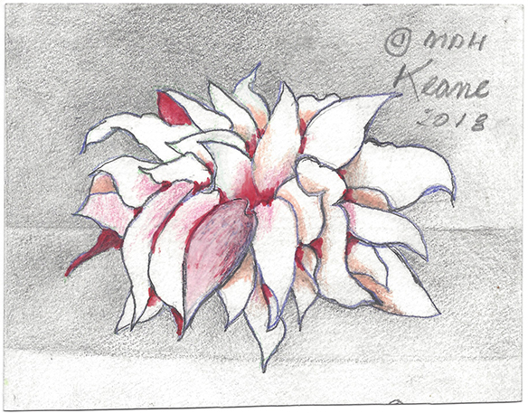 water lily