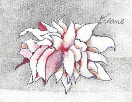 water-lily