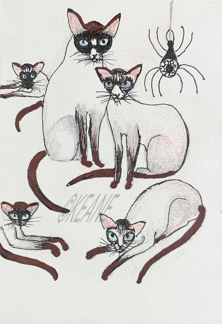 CATS WEB