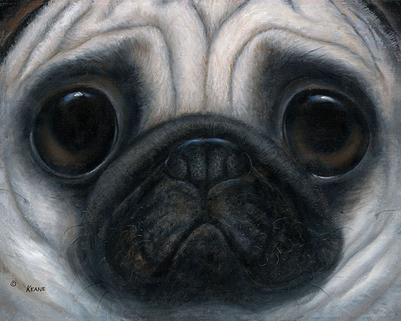 Lovable Pug