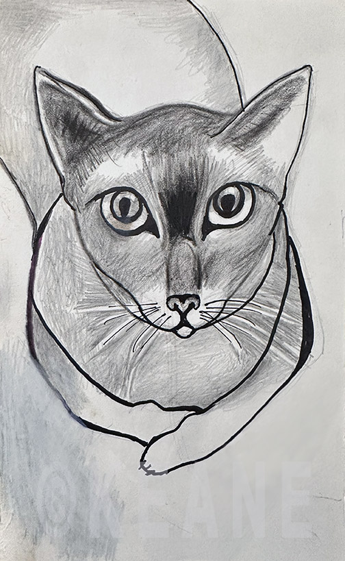 lily the siamese